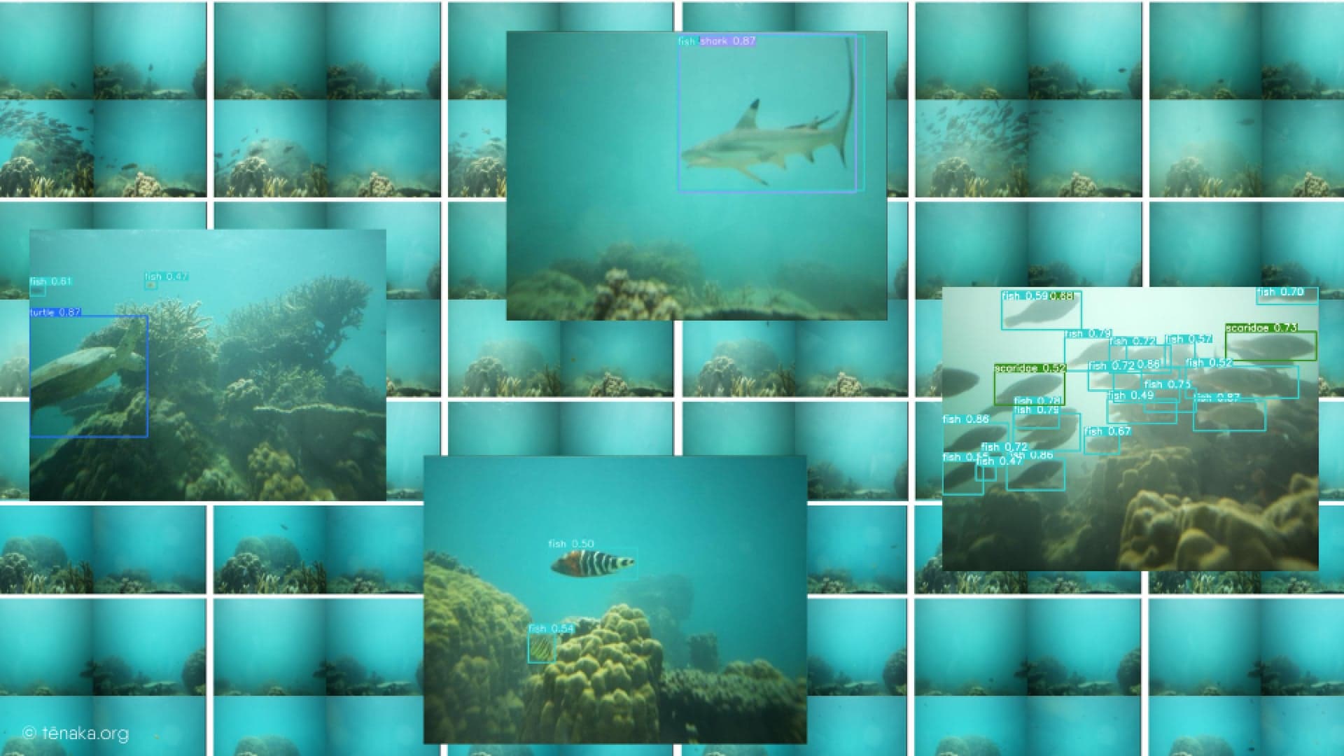 diver